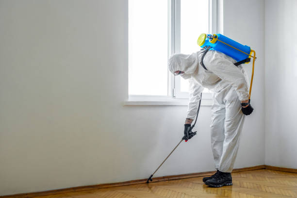 Wasp Removal Services in Lakes East, CT